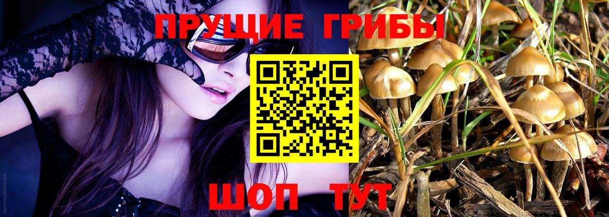 Псилоцибиновые грибы Psilocybine cubensis Улан-Удэ